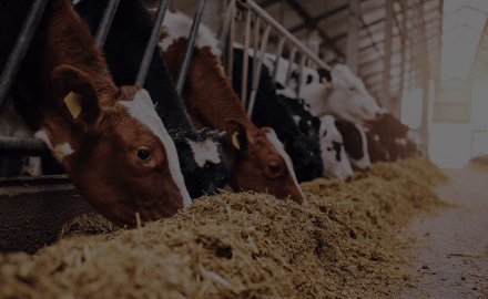Alimentation
& santé animale