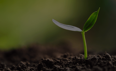 Fertilisation, semences
& protection des plantes